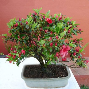 Azalea del japón